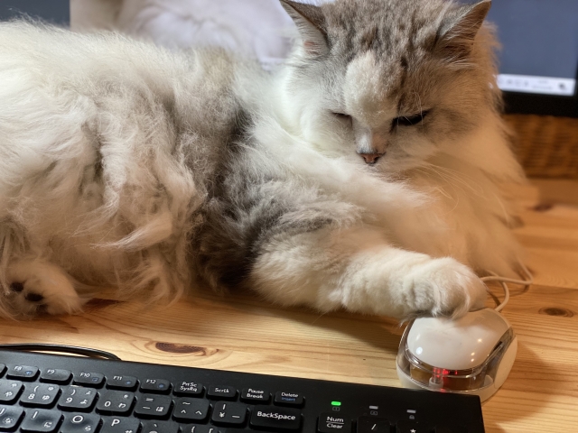 猫とパソコン